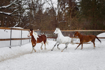 Fototapeta na wymiar Domestic horses of different colors running in the snow paddock in winter