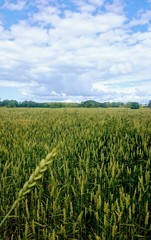 green wheat field and blue sky