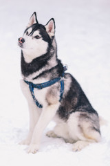 siberian husky in the snow
