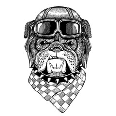 Animal wearing aviator helmet with glasses. Vector picture. Bulldog, dog. Hand drawn vintage image for t-shirt, tattoo, emblem, badge, logo, patch