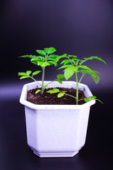 young tomatoes grow in a flower pot
