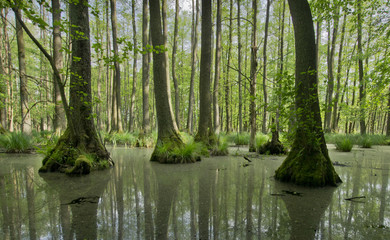 Fototapeta na wymiar Wet forest, Poland, leafy, wetlands