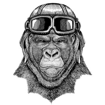 Animal wearing aviator helmet with glasses. Vector picture. Gorilla, monkey, ape Frightful animal Hand drawn image for tattoo, emblem, badge, logo, patch