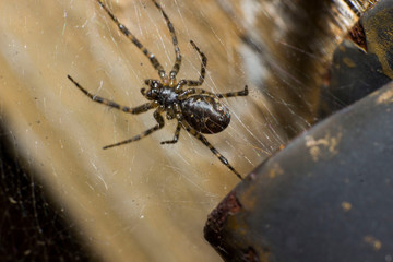 black and yellow spider 