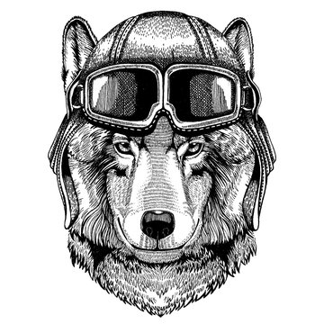 Animal wearing aviator helmet with glasses. Vector picture. Wolf, dog. Hand drawn image for tattoo, emblem, badge, logo, patch