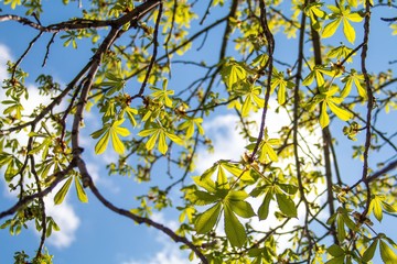 Picture of spring flowering chestnut tree, dry branches with buds of chestnut leaves and bark of trees against the blue sky, photografy