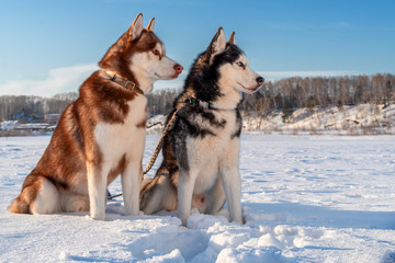 Siberian husky dogs on winter walk. Husky dogs sit on snow. © Konstantin