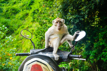 macaco sul motorino tailandia krabi