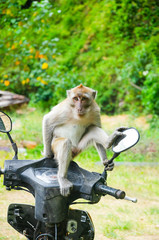 maschio macaco sulla moto