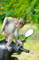 una scimmia sulla moto
