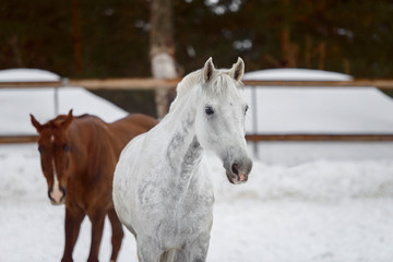Obraz na płótnie Canvas Domestic horses of different colors walking in the snow paddock in winter