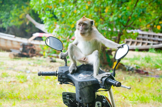 macaco seduto sul motorino