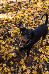 Black dog Doberman on the background of the autumn forest