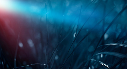 Dark vegetative background, night natural scene. Moonlight, abstract blue and red light.