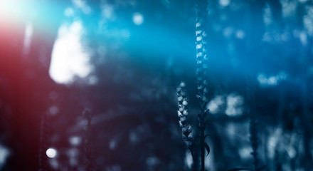 Dark vegetative background, night natural scene. Moonlight, abstract blue and red light.