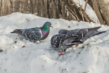 A group of three gray pigeons birds is on white snow in a park in winter