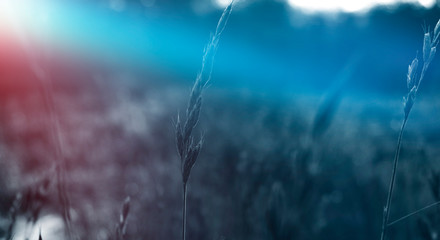 Dark vegetative background, night natural scene. Moonlight, abstract blue and red light.