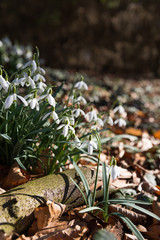 Schneeglöckchen im Wald, Frühling, Deutschland
