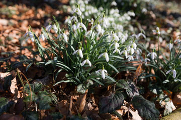 Schneeglöckchen im Wald, Frühling, Deutschland