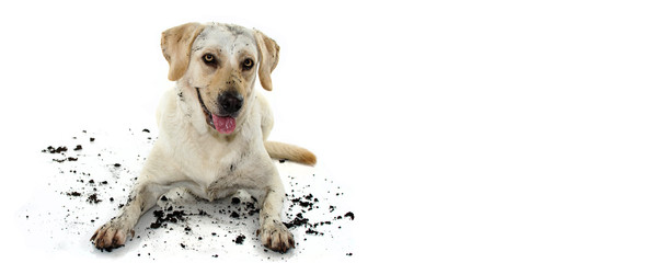 FUNNY DIRTY MIXEDBRED GOLDEN OR LABRADOR RETRIEVER AND MASTIFF DOG, AFTER PLAY IN A MUD PUDDLE,...