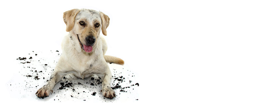 FUNNY DIRTY MIXEDBRED GOLDEN OR LABRADOR RETRIEVER AND MASTIFF DOG, AFTER PLAY IN A MUD PUDDLE, MAKING GUILTY FACE. ISOLATED AGAINST WHITE BACKGROUND. STUDIO SHOT WITH COPY SPACE.