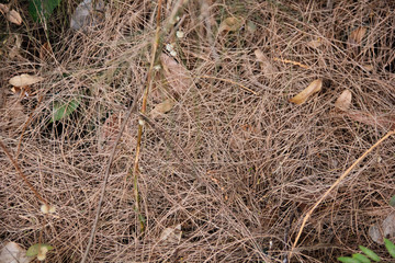 background of grass