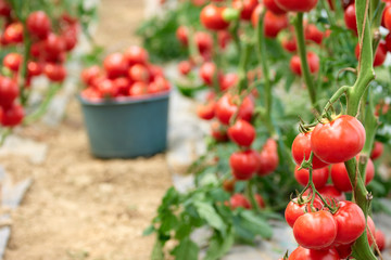 Ripe red tomatoes in the garden. Vegetable harvest on organic food farm. Greenhouse tomato production. Cultivation of healthy vegetables.