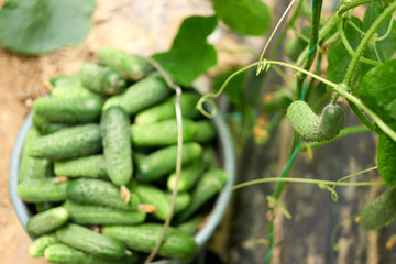 Cucumber growing in greenhouse. Growing cucumber on vine in the garden. Blurred image of bucket with freshly picked cucumbers.