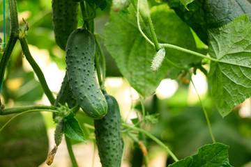 Cucumbers hanging on branch close up. Green healthy cucumbers on vine in greenhouse. Growing of cucumbers.