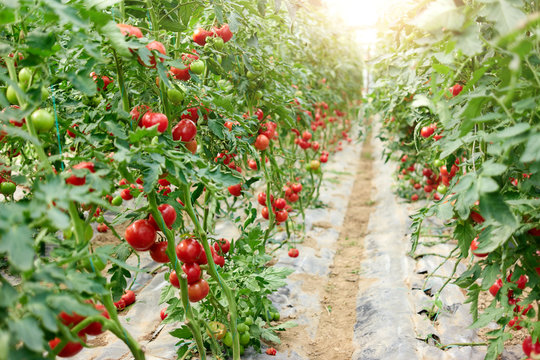 Rows of ripe homegrown tomatoes before harvest. Fresh tomatoes ripening in commercial greenhouse. Organic tomato farming.