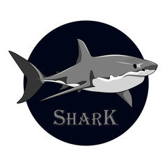 Color vector image of a shark.