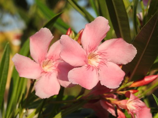 Obraz premium Oleander flower