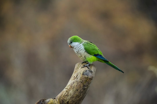 Parakeet,feeding on wild fruits, La Pampa, Patagonia, Argentina