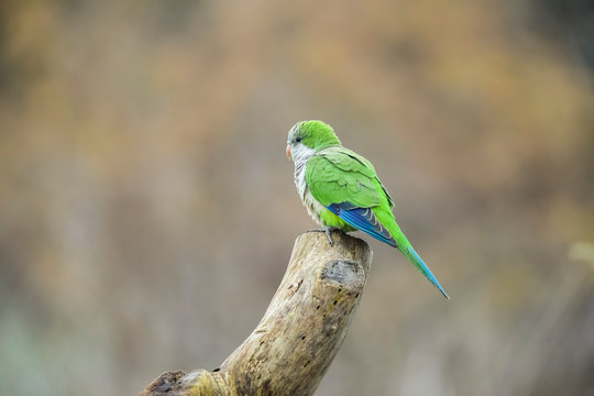 Parakeet,feeding on wild fruits, La Pampa, Patagonia, Argentina
