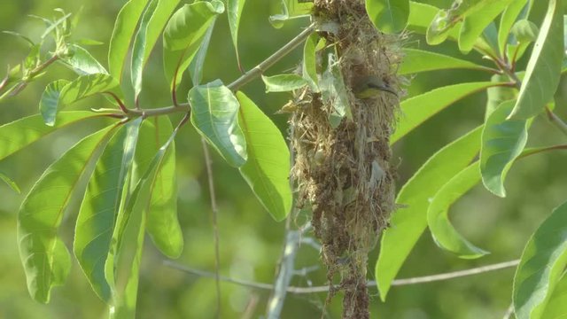 A small razorbill emerges from the nest at reserved swamp forest area Phatthalung .Southern Thailand