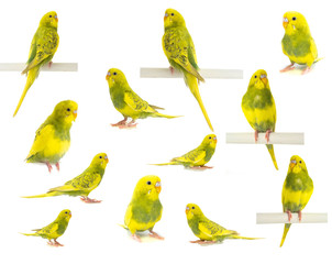 Wavy parrot yellow green isolated on white background