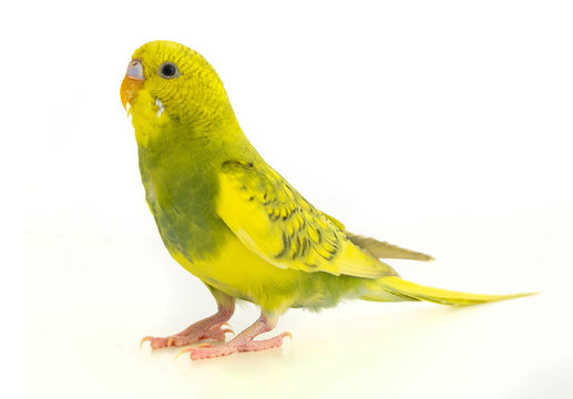 Wavy parrot yellow green isolated on white background