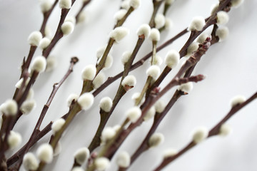 flora, plants and easter concept - close up of pussy willow branches on white background © Syda Productions