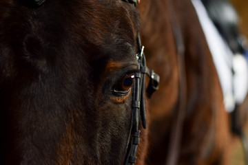portrait of a horse