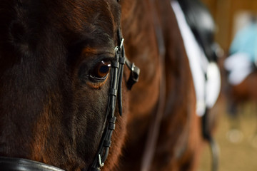 portrait of a horse