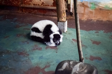 lemur in the zoo