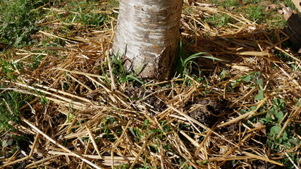 Fototapeta premium paillage