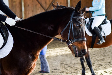 horse and rider