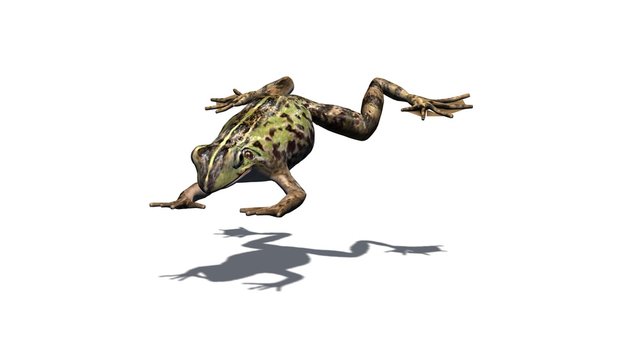 Frog jumps forward with shadow on the floor - isolated on white background