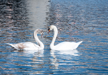 Fototapeta premium Swns on the river Vltava