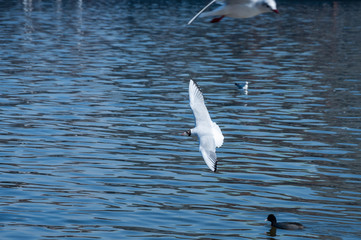 Closeup of flying seagull