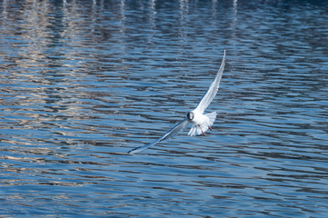 Closeup of flying seagull