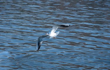 Closeup of flying seagull