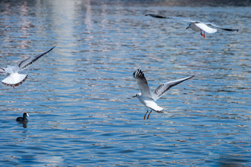Closeup of flying seagull