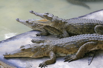 Group of Nile crocodile babies, Crocodylus niloticus, resting under the sun.
